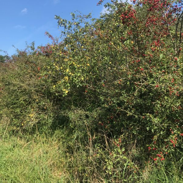 Hedgerow Carbon Code
