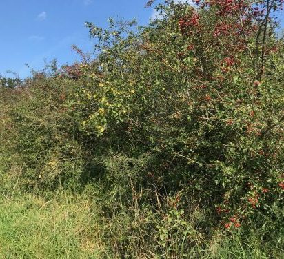 Hedgerow Carbon Code