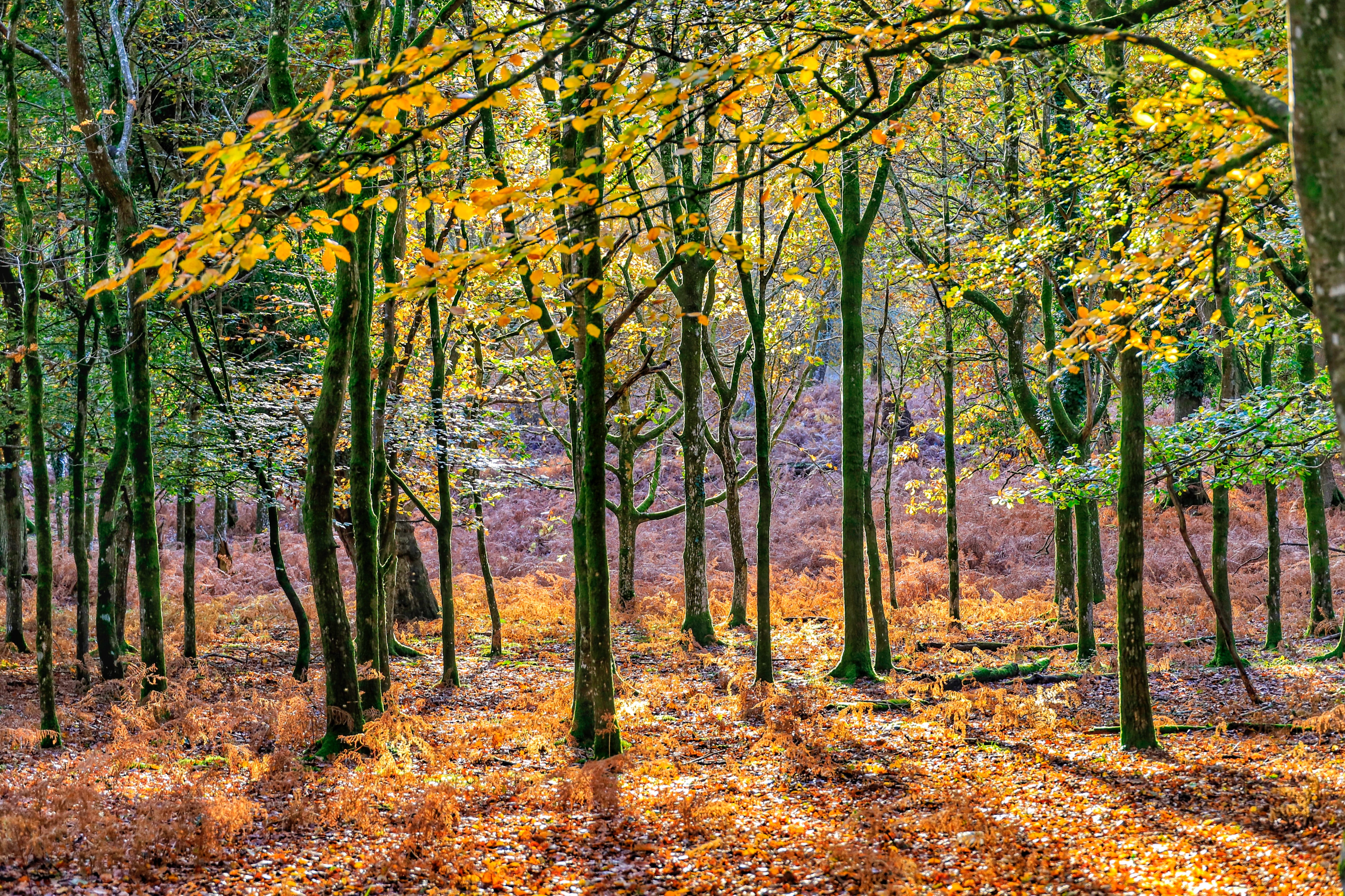 Trees For Climate