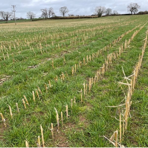 Maize Cover Crops