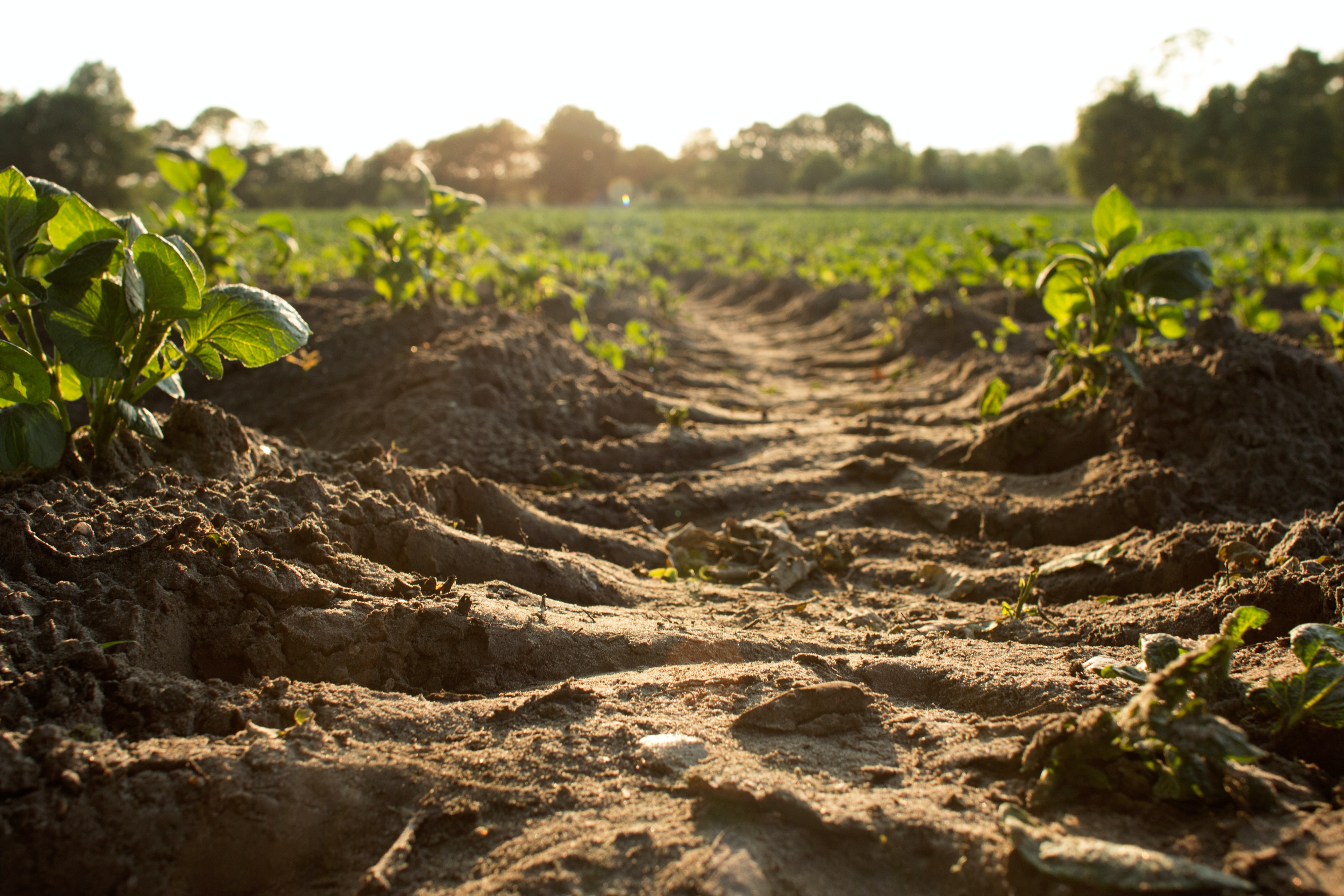 Sustainable Farming Incentive 2022