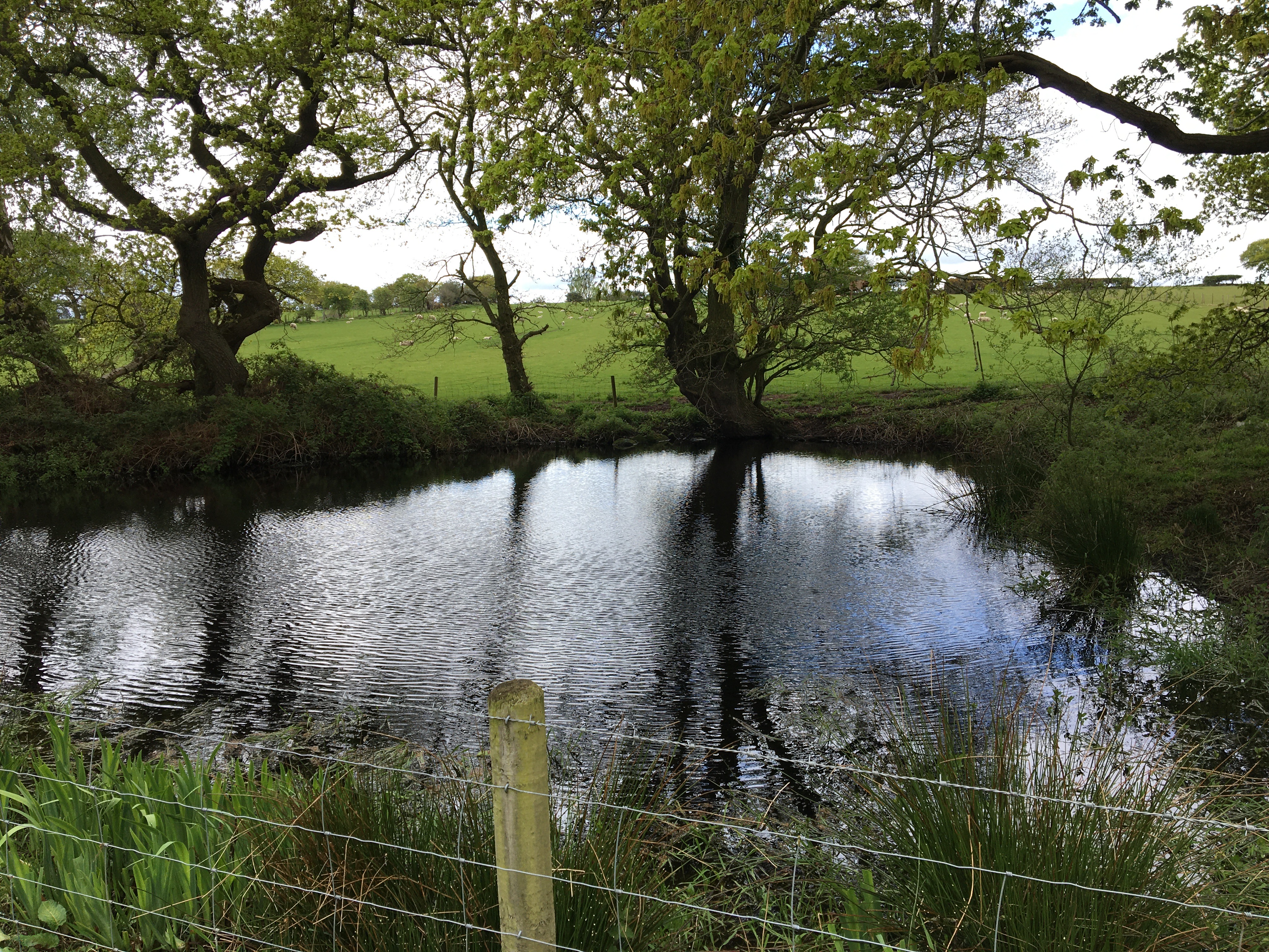 Biodiversity Boost – Ponds