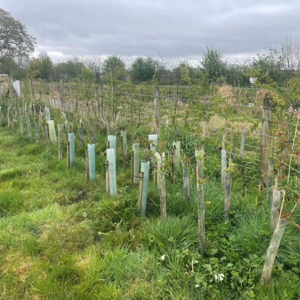 Biodiversity Net Gain continues ….