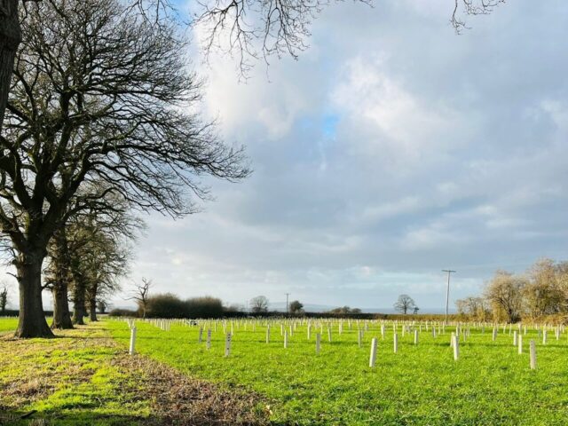 New Woodland working with the Mersey Forest in Cheshire