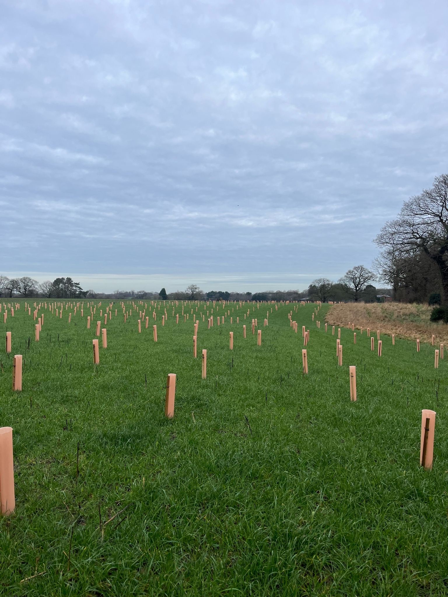 Our 11 Woodland Projects with Cheshire farmers. | ELM Associates