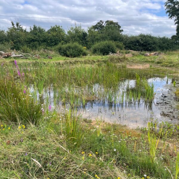 New Ponds in Cheshire East