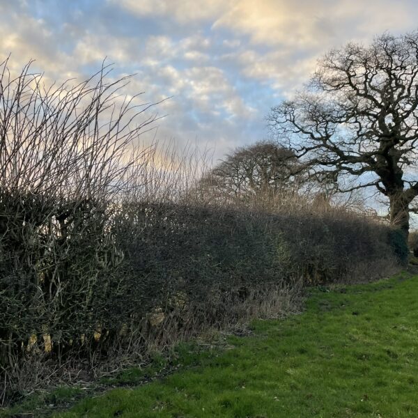 Carrying out your Hedgerow Assessment – How and Why ?