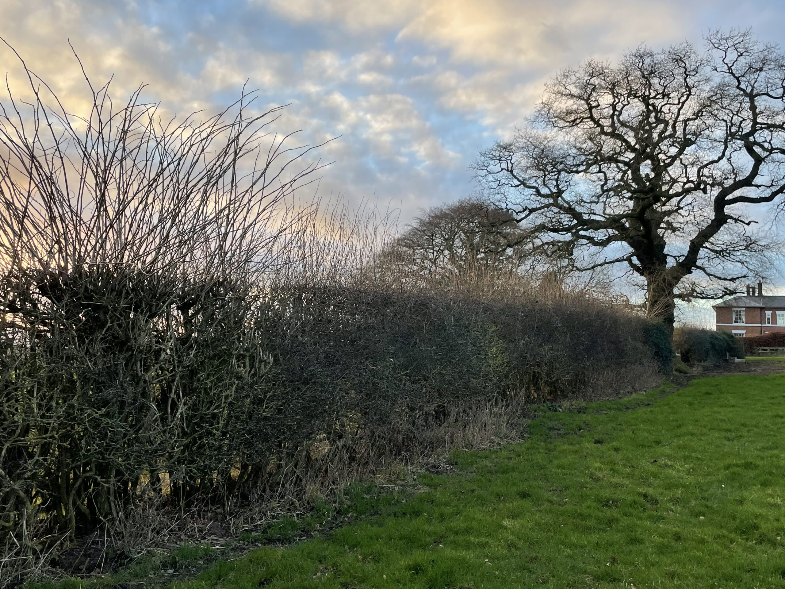 Carrying out your Hedgerow Assessment – How and Why ?