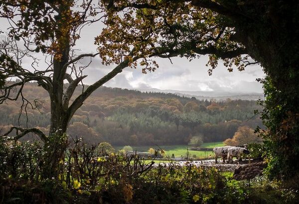 Countryside Stewardship Higher Tier (CSHT)