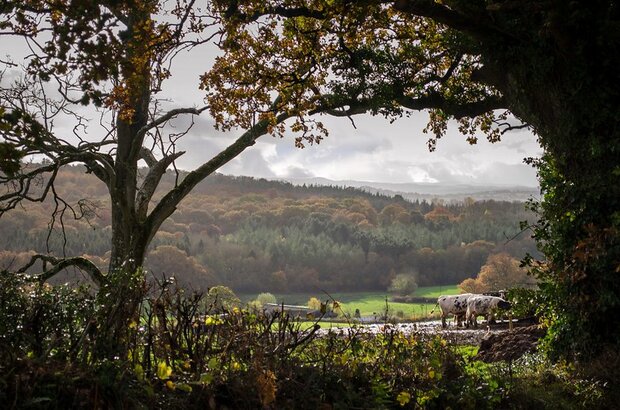 Countryside Stewardship Higher Tier (CSHT)