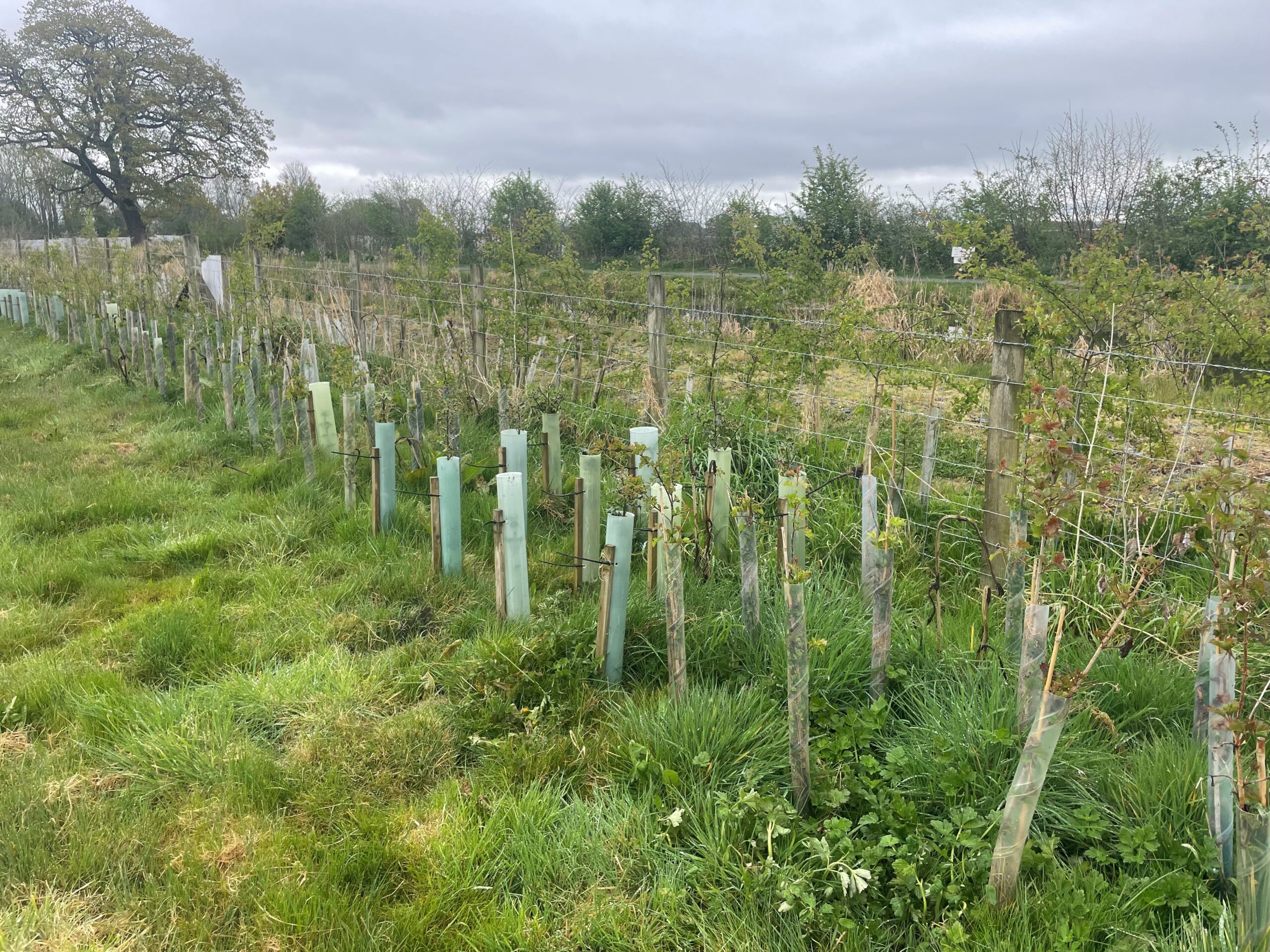 Biodiversity Net Gain continues ….